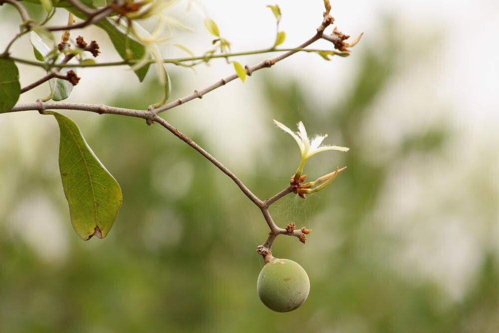 Ancylobothrys petersiana fruit
