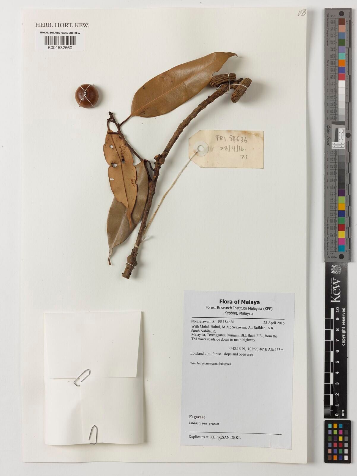 Lithocarpus rassa — houseplant care guide