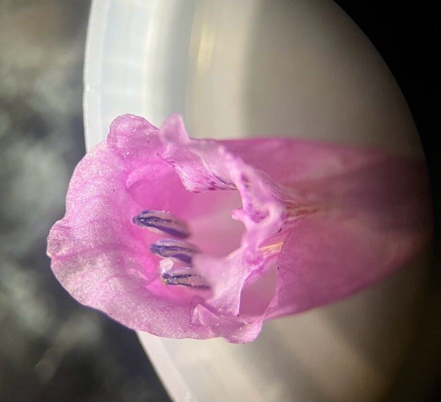 Gladiolus hirsutus flower