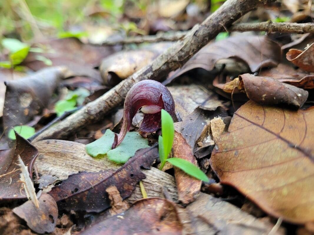 Corybas aconitiflorus flower