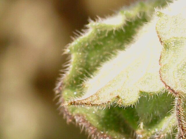 Hyptis suaveolens leaf