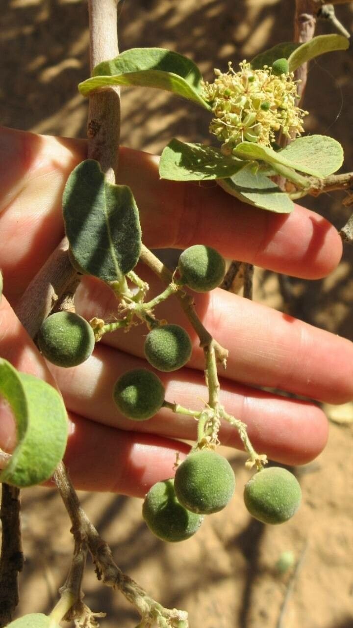 Boscia senegalensis fruit