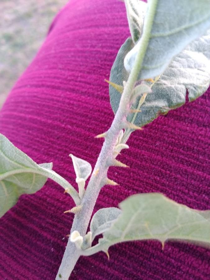 Solanum tettense — search result for 'Mozambique'