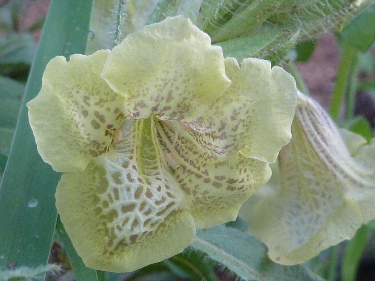Asystasia guttata fruit