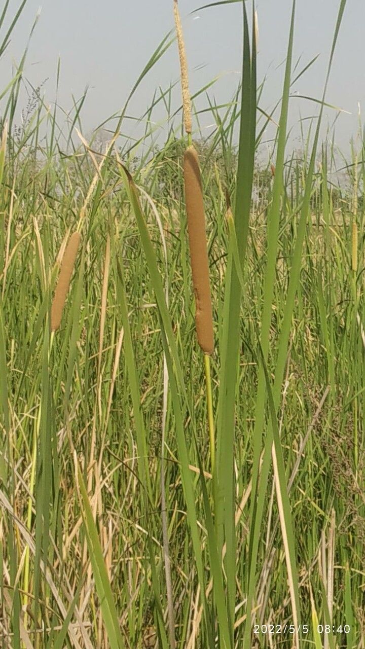Typha domingensis fruit