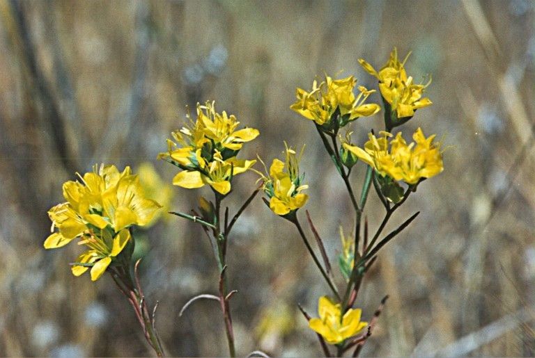 Linum breweri habit