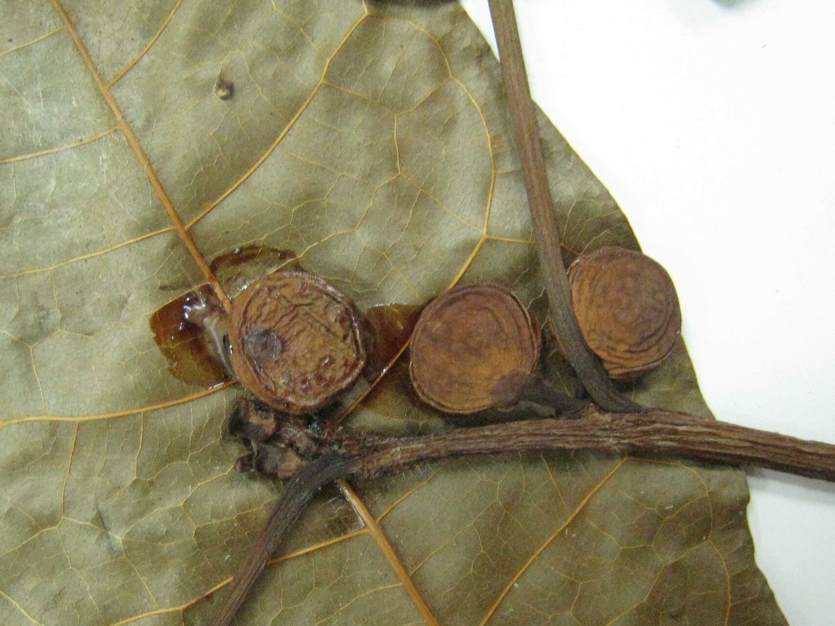 Ficus krukovii other