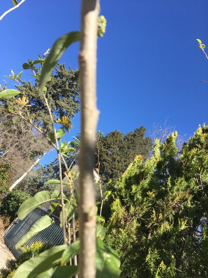 Cestrum aurantiacum bark