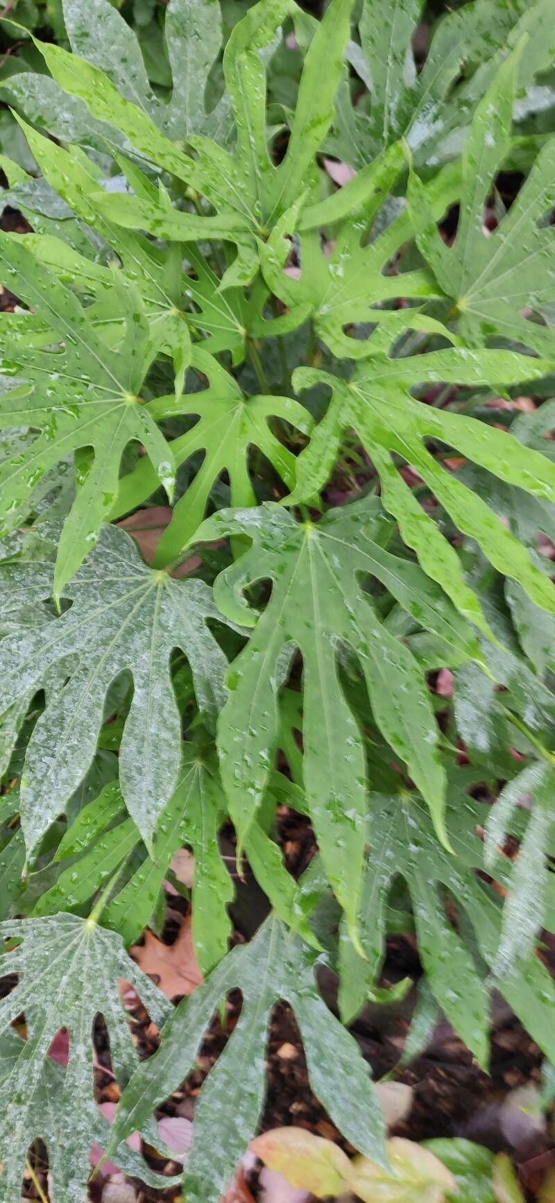 Fatsia polycarpa leaf