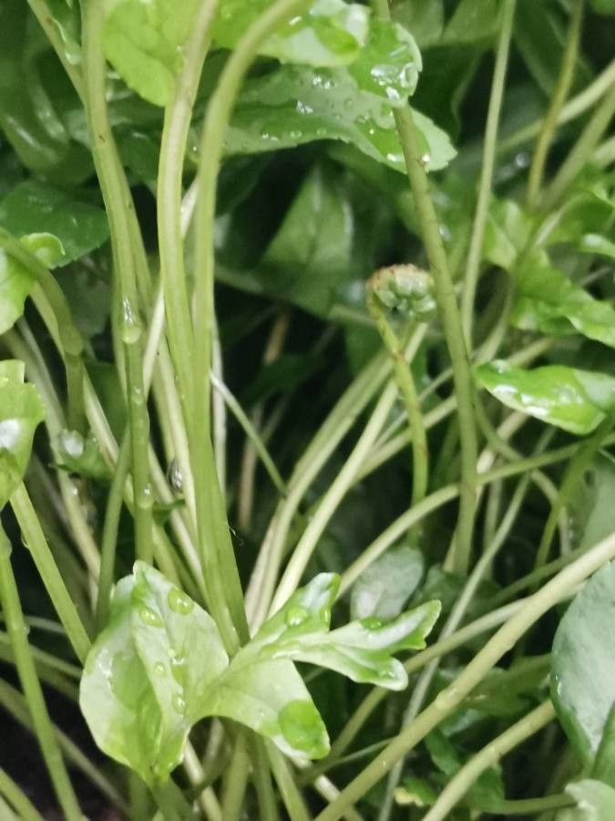 Polypodium californicum bark