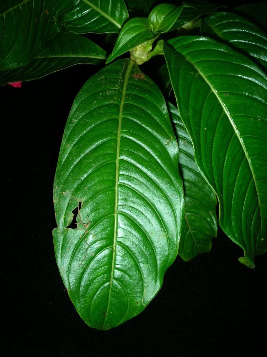 Psychotria cooperi leaf