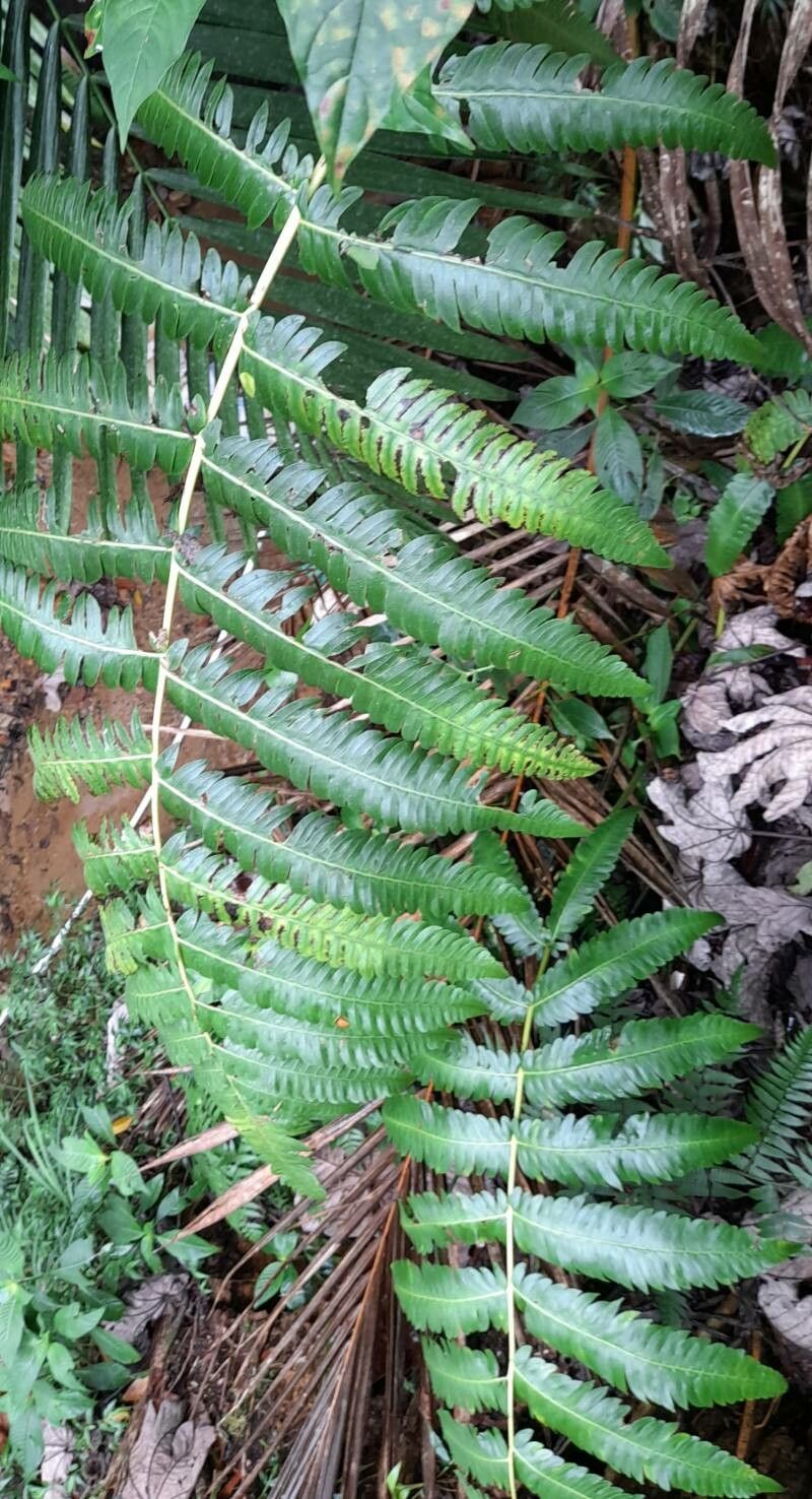 Cyathea horrida habit