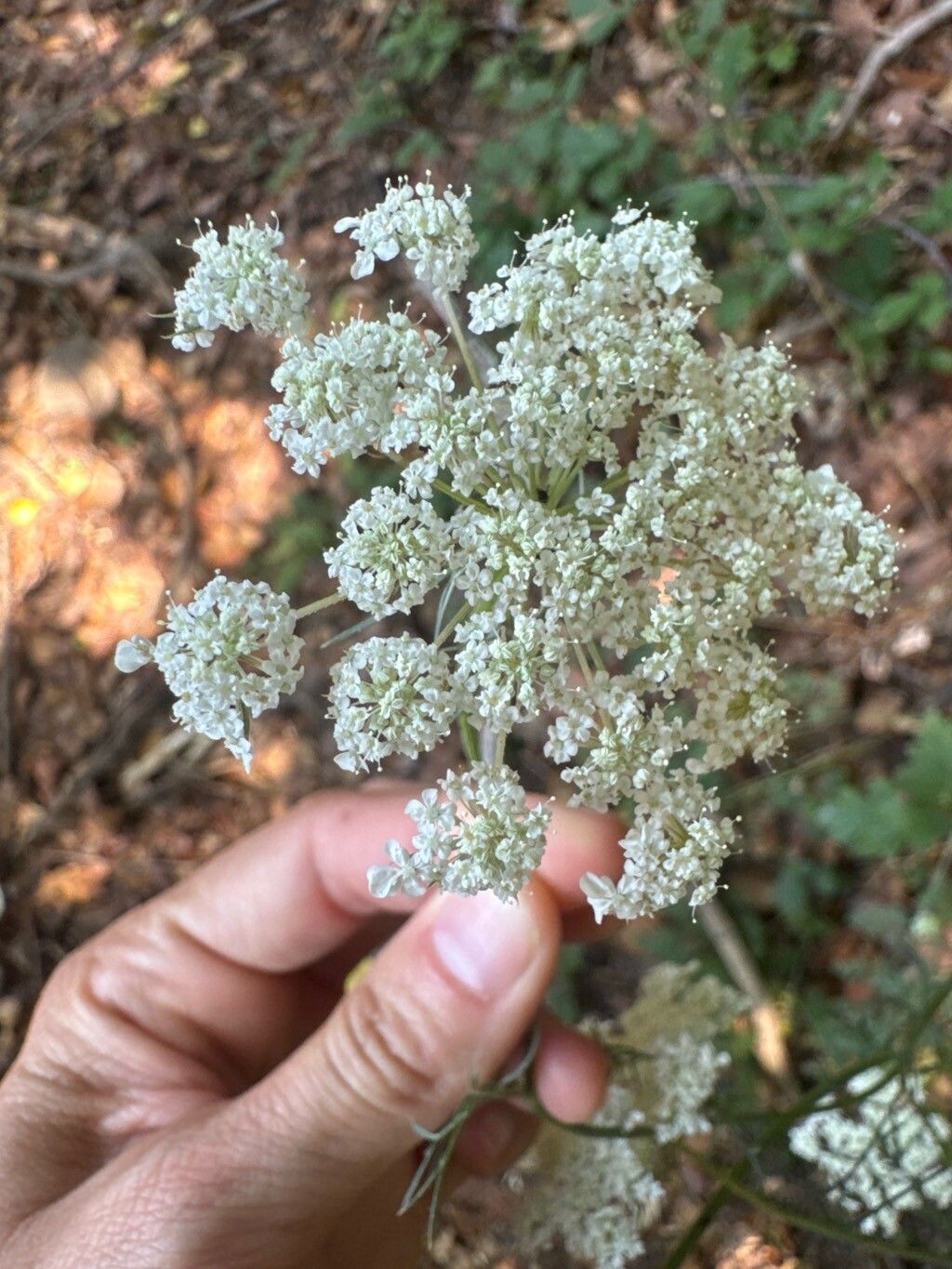 Conopodium marianum flower