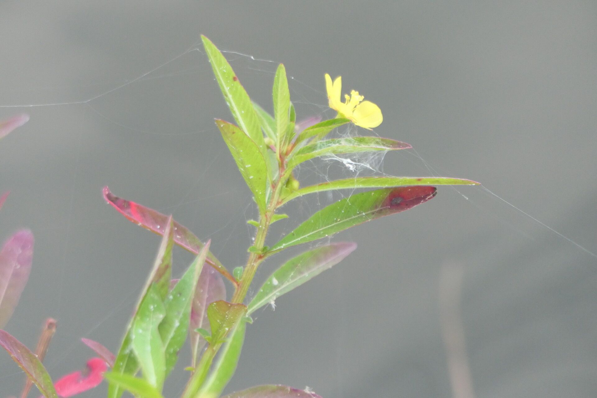 Ludwigia leptocarpa — search result for 'Ludwigia'