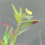 Ludwigia leptocarpa