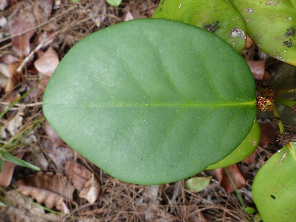 Phyllanthus macrochorion leaf