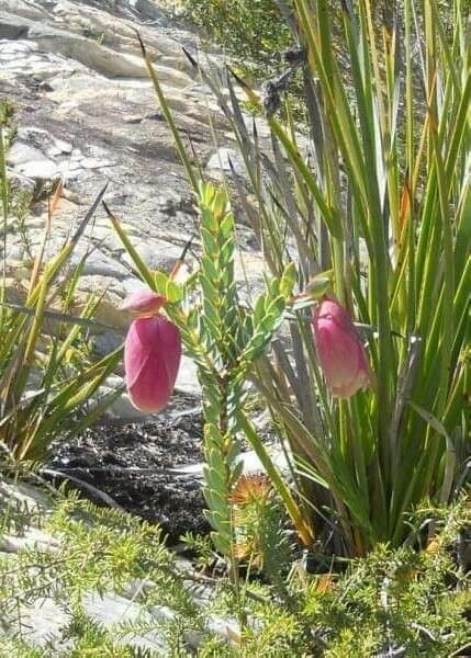 Pimelea physodes flower
