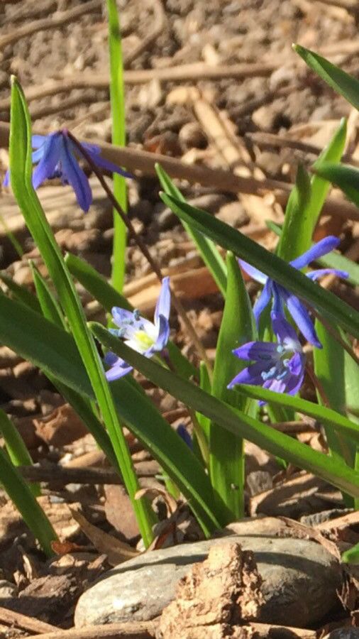 Othocallis siberica flower