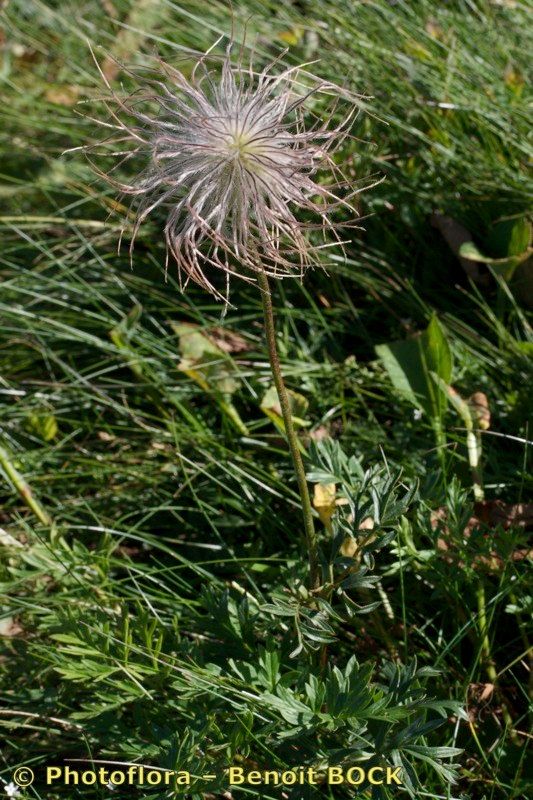 Anemone scherfelii habit