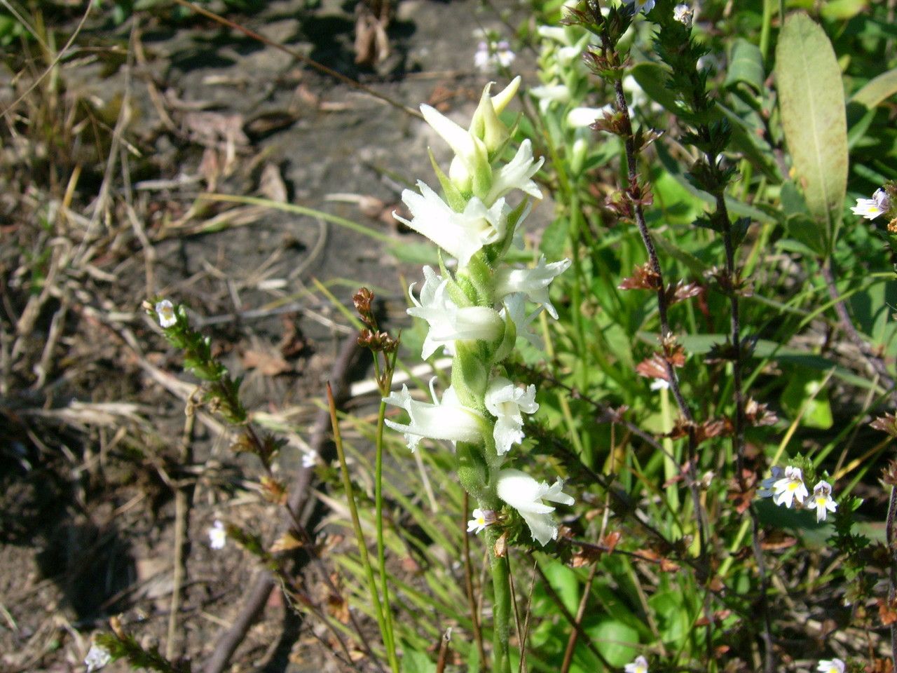 Spiranthes cernua habit