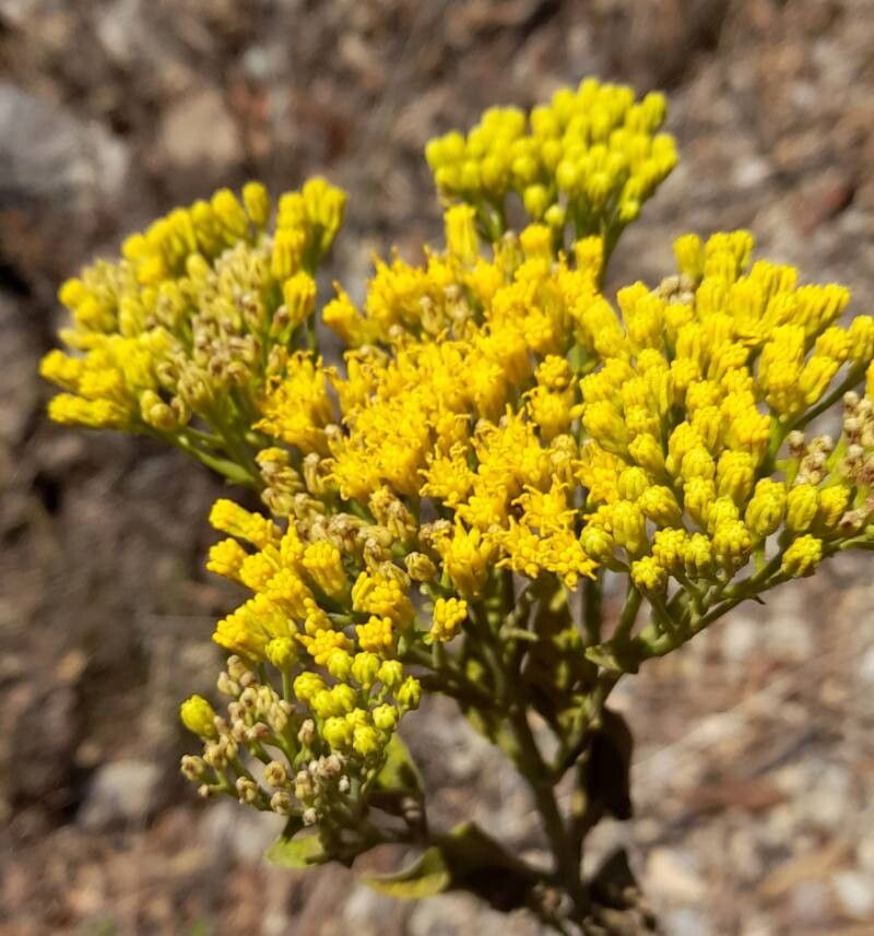 Verbesina lilloi — houseplant care guide