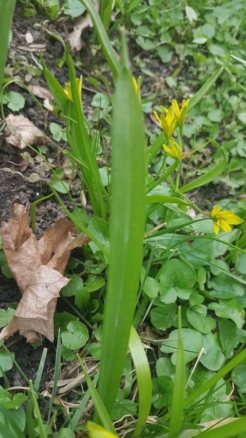 Gagea lutea — search result for 'Liliaceae'