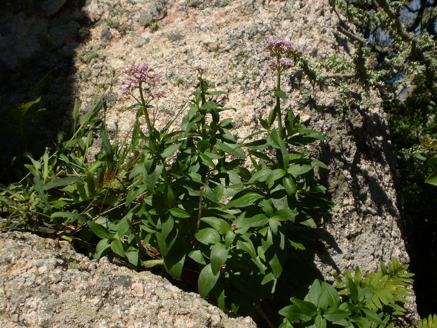 Centranthus trinervis habit