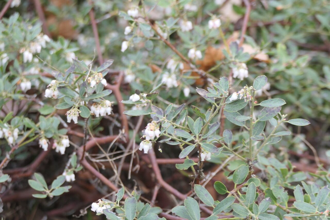 Arctostaphylos × media flower