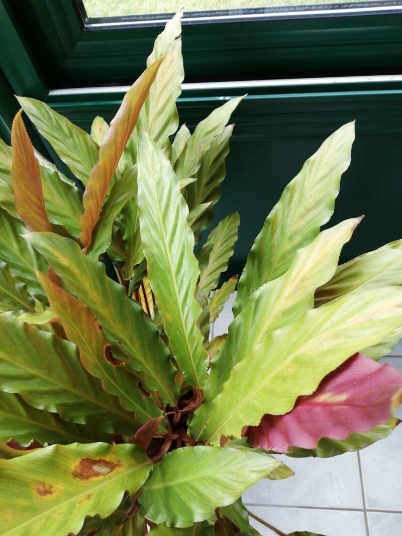 Goeppertia rufibarba