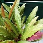 Goeppertia rufibarba