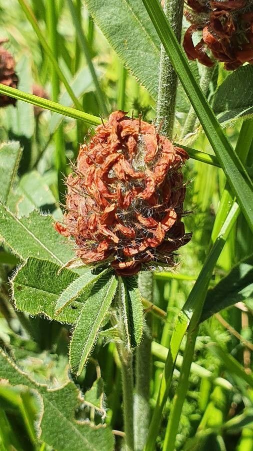 Trifolium alpestre fruit