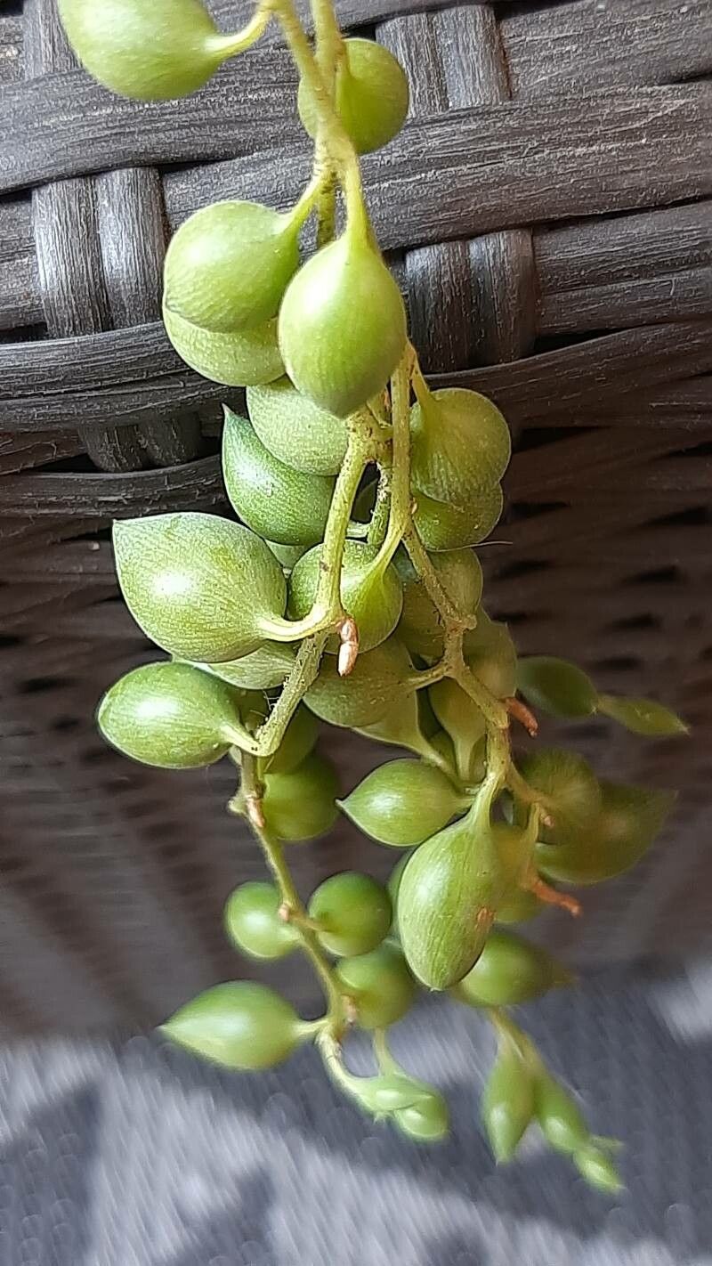 Curio citriformis flower
