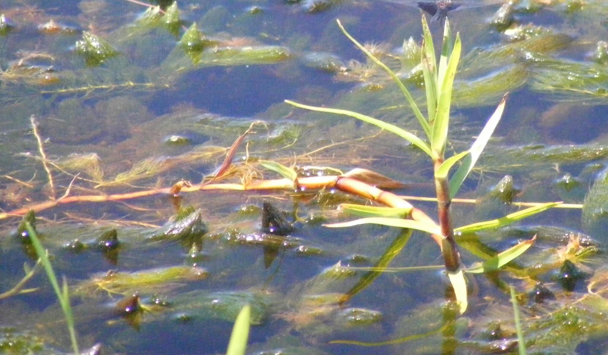 Cyperus mundii — houseplant care guide