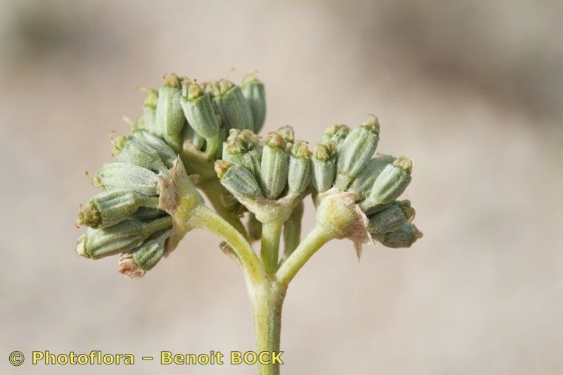 Seseli tomentosum fruit