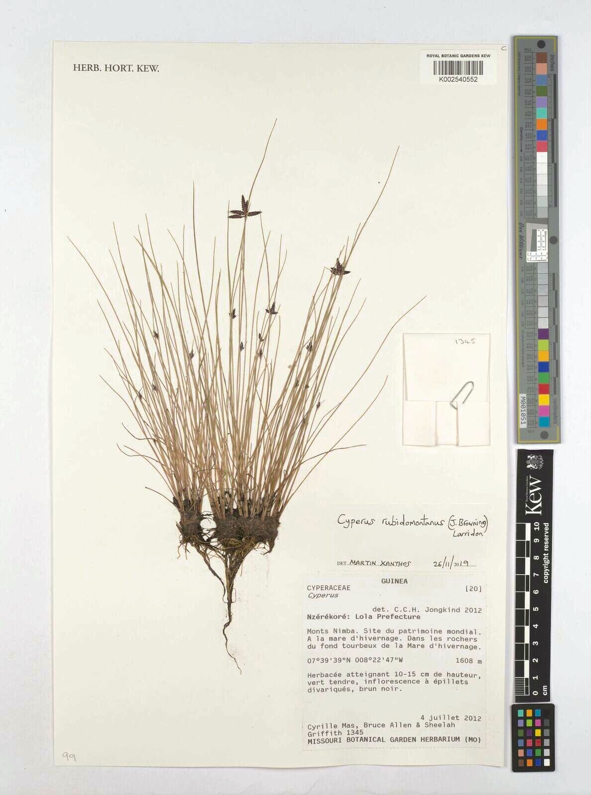 Cyperus rubidomontanus — houseplant care guide