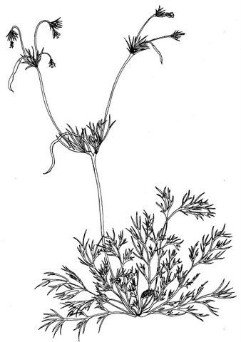 Hypecoum pendulum other