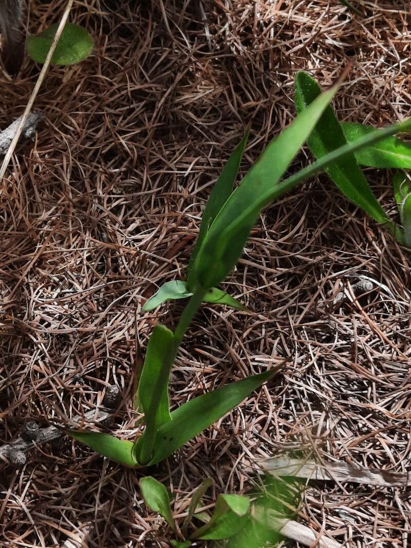 Luzula lutea — search result for 'Juncaceae'