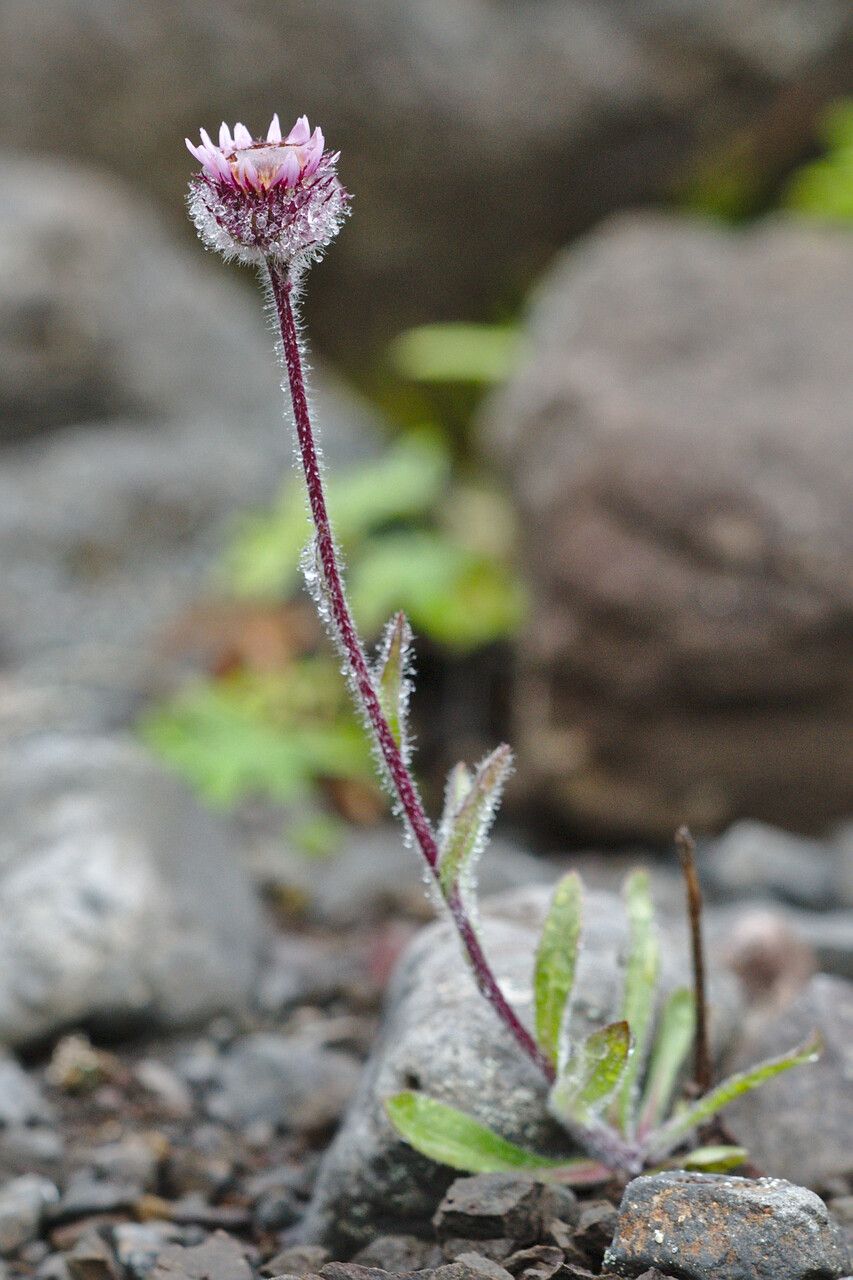 Erigeron humilis flower