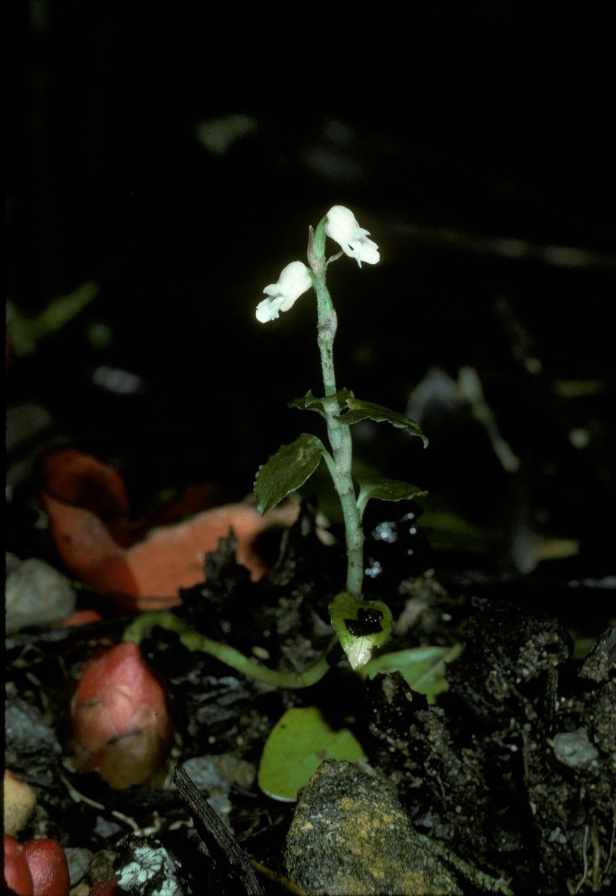 Appendicula ramosa — related species from the same genus