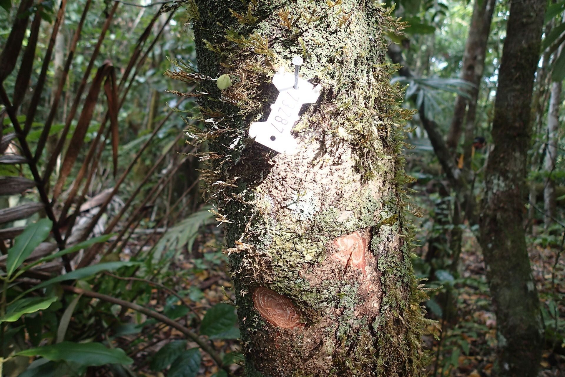 Alectryon carinatus bark