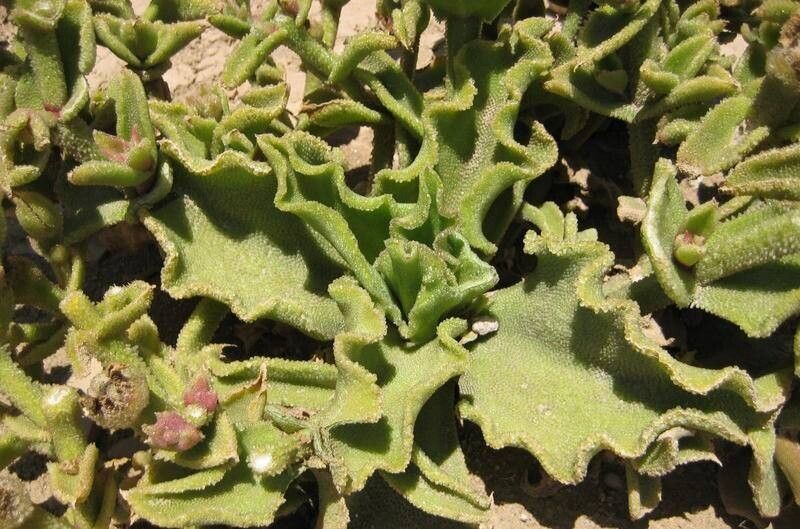 Mesembryanthemum barklyi leaf