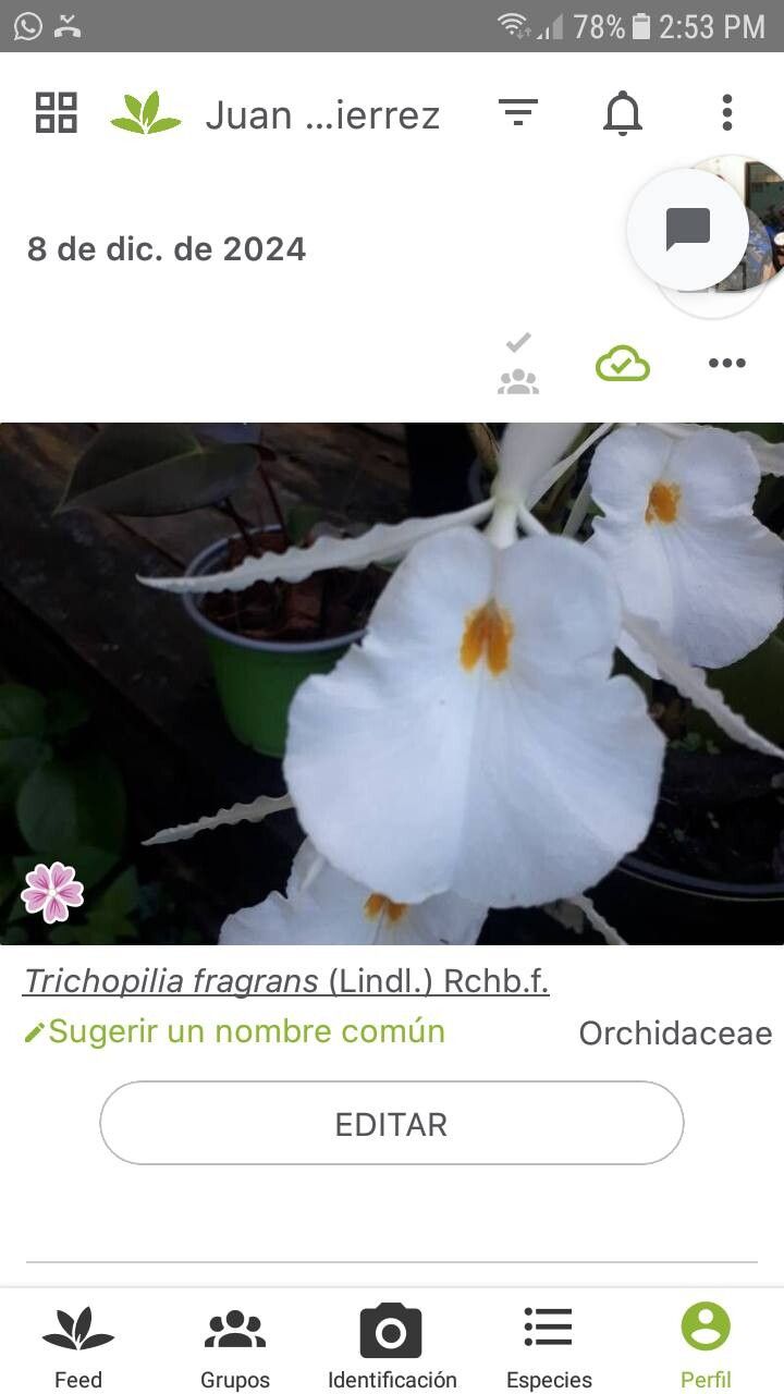 Trichopilia fragrans flower