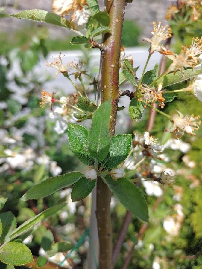 Malus sargentii leaf