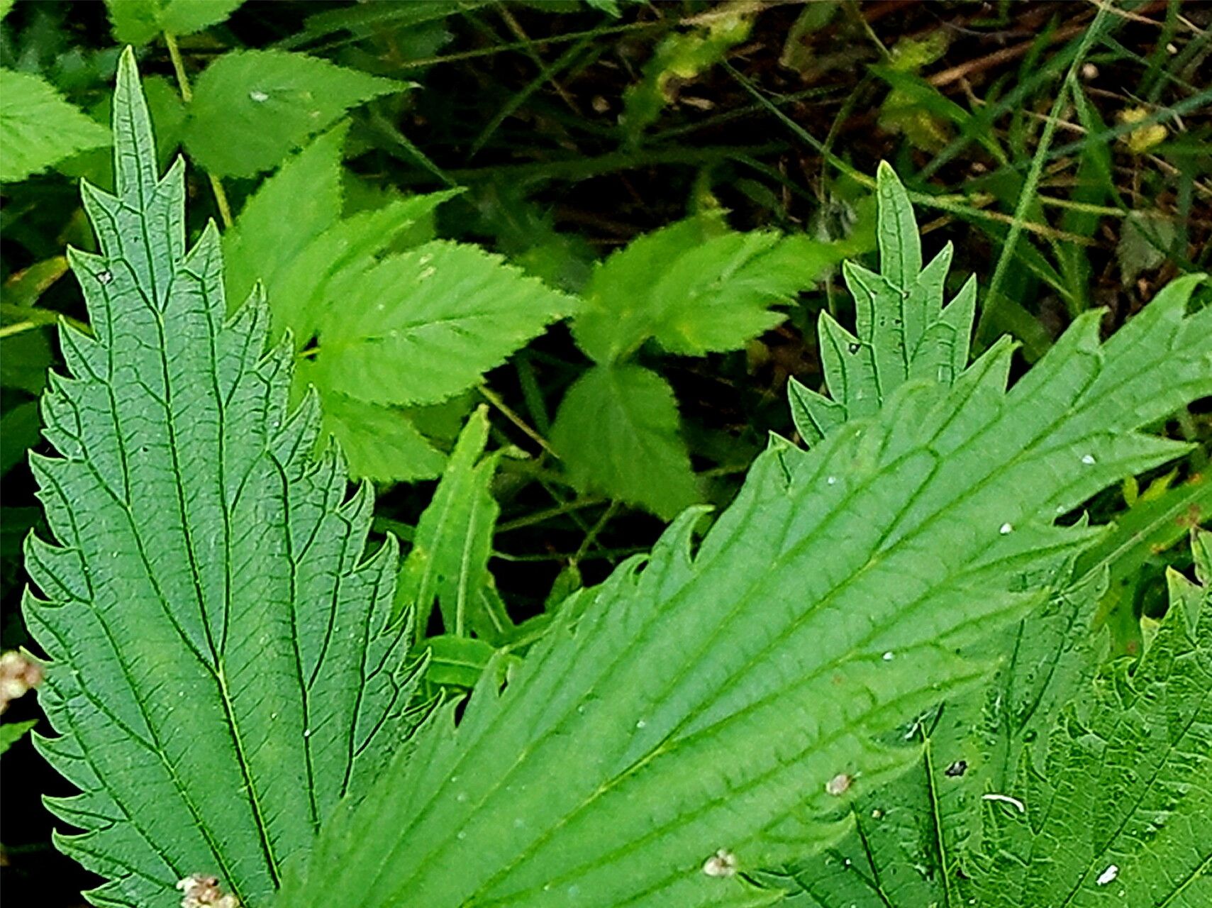 Urtica gracilis — search result for 'Urtica'