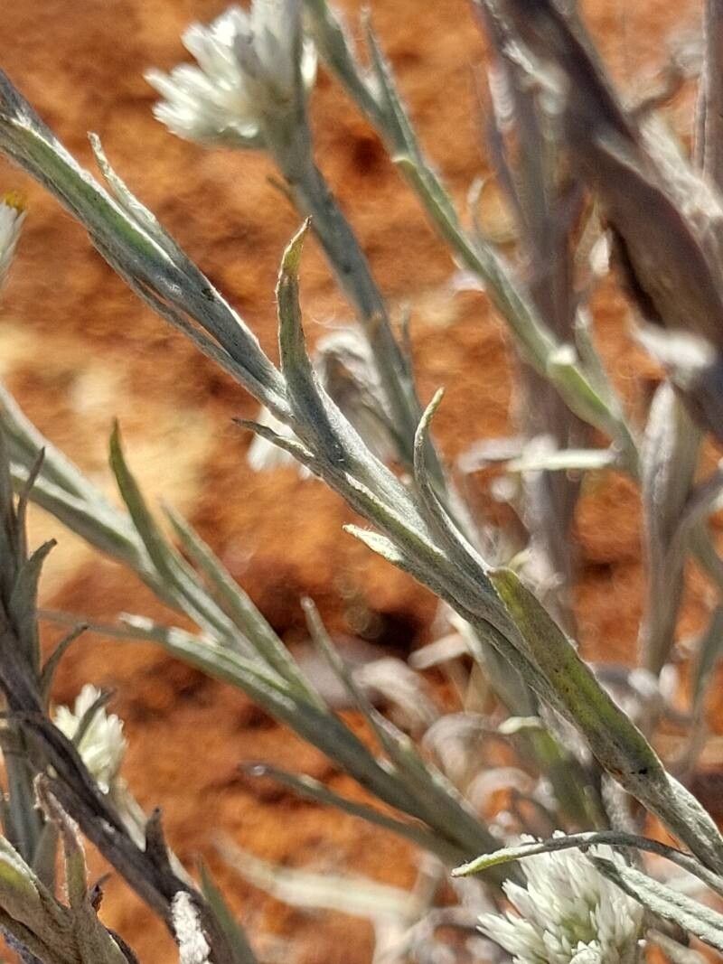 Helichrysum microcephalum — search result for 'Helichrysum'