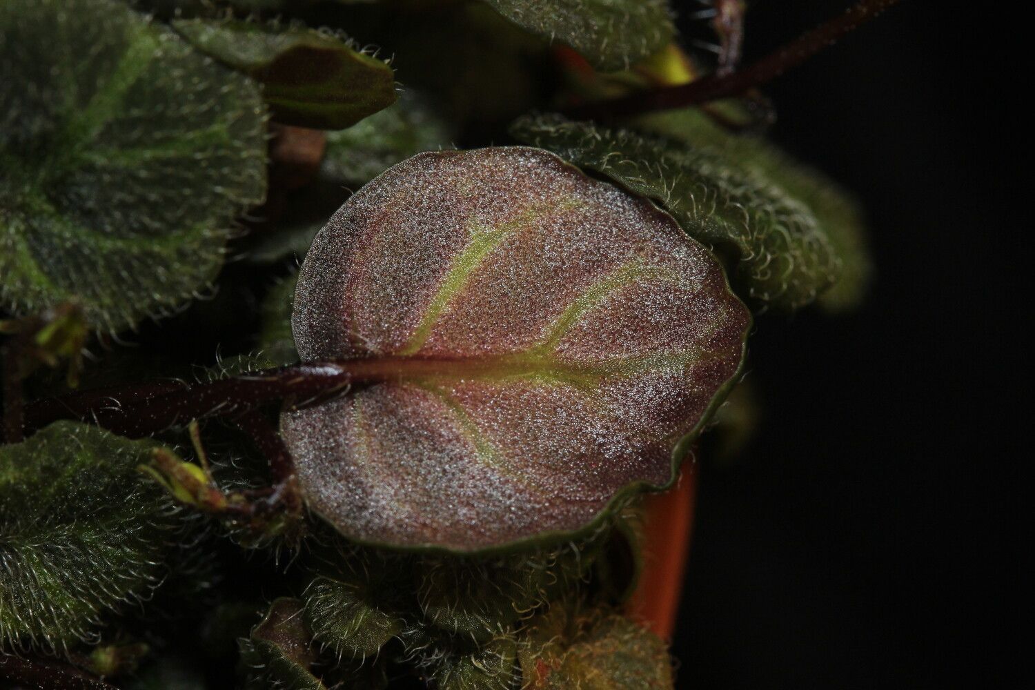 Streptocarpus andohahelensis