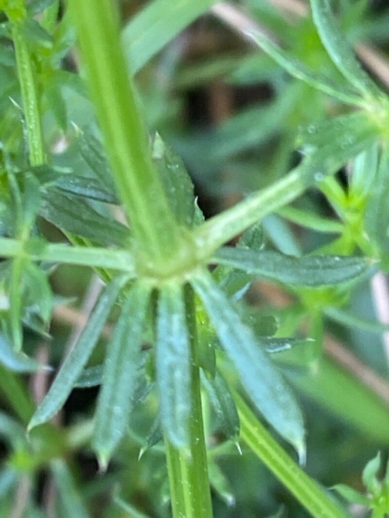 Galium corrudifolium — houseplant care guide