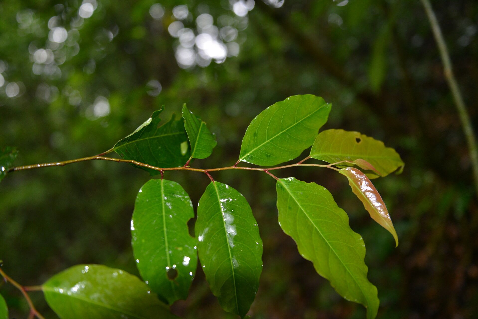 Prunus brachybotrya leaf