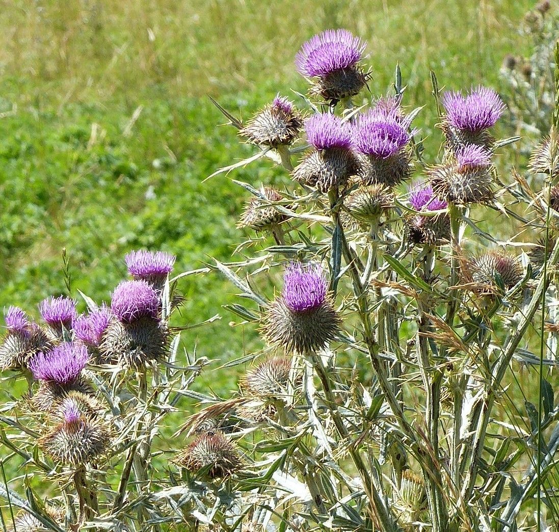 Cirsium morisianum flower