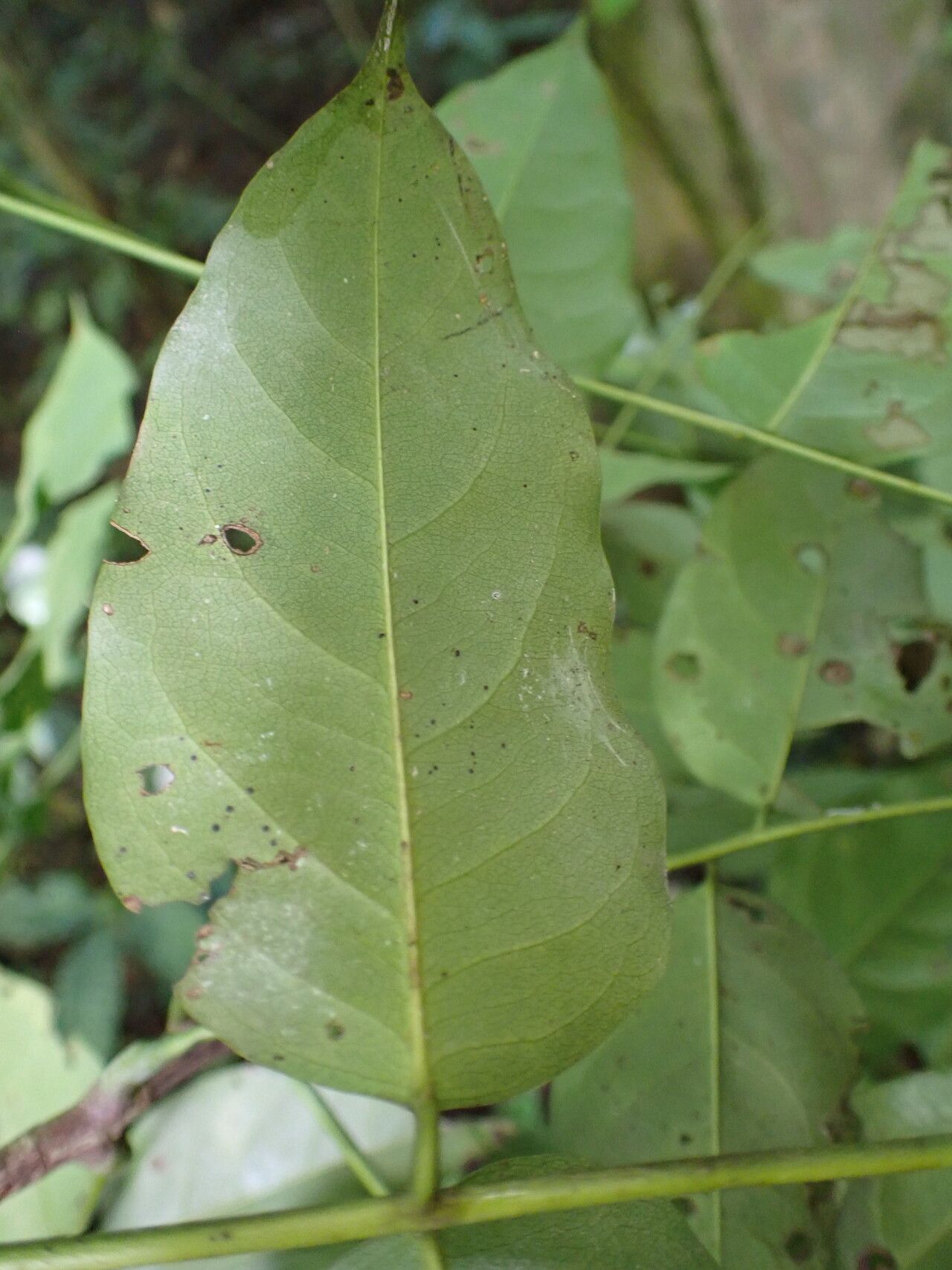 Pterocarpus mildbraedii — search result for 'Pterocarpus'